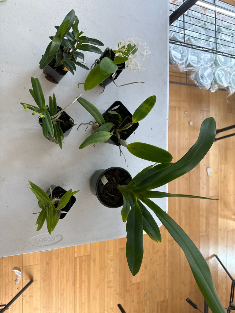 6 Auction Plants