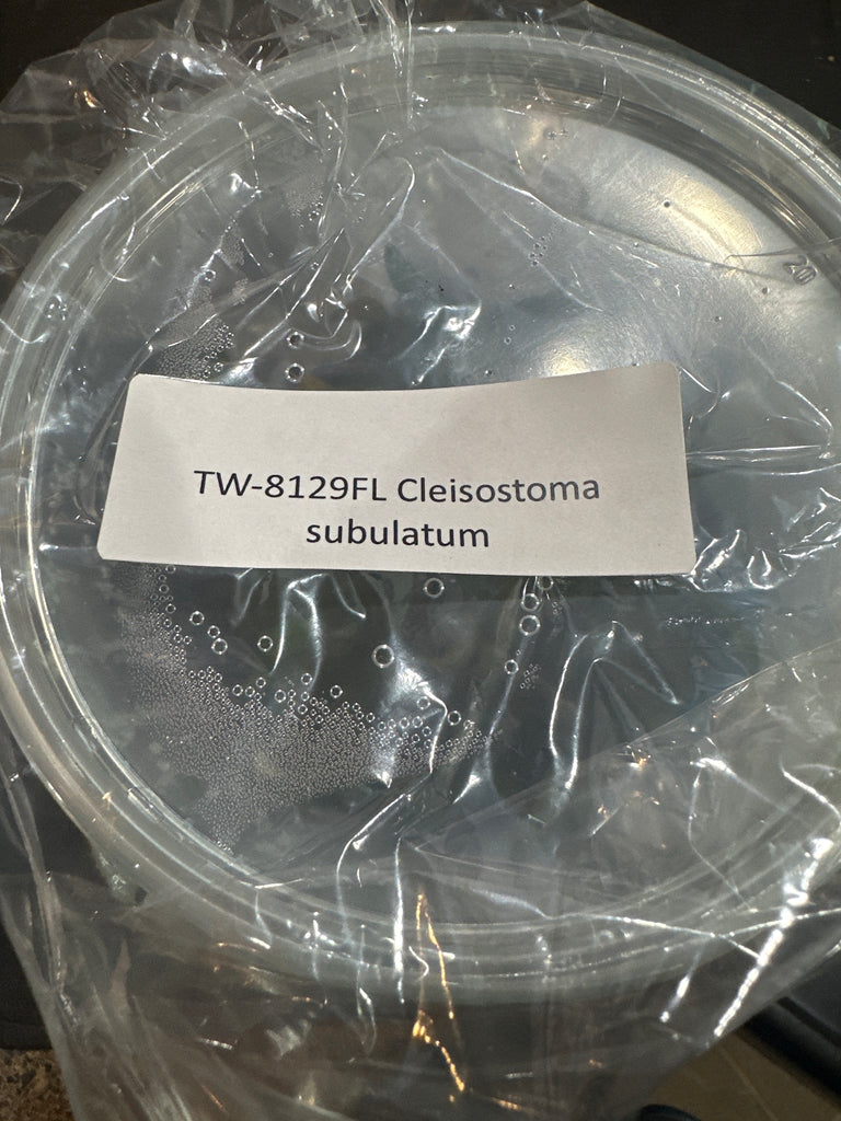 Flask Cleistoma subulatum