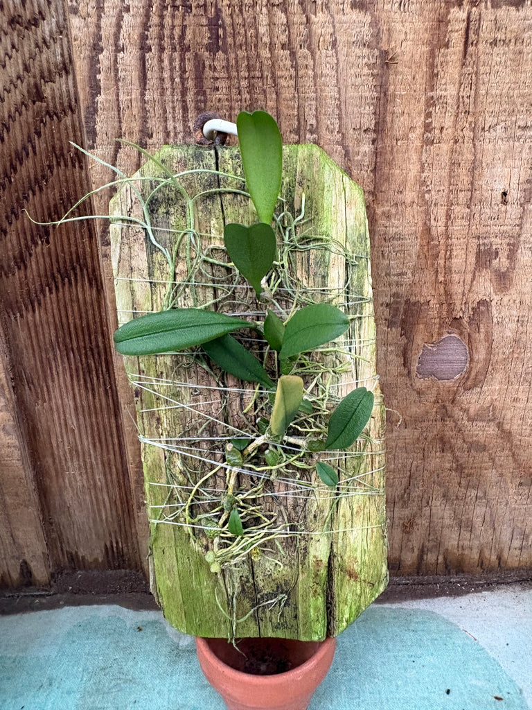Cirrhopetalum  sikkimense mounted
