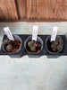 JEWEL ORCHID 3Pack Anoectochilus formosanus polyploid