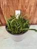 Encyclia incumbens—COMPOT