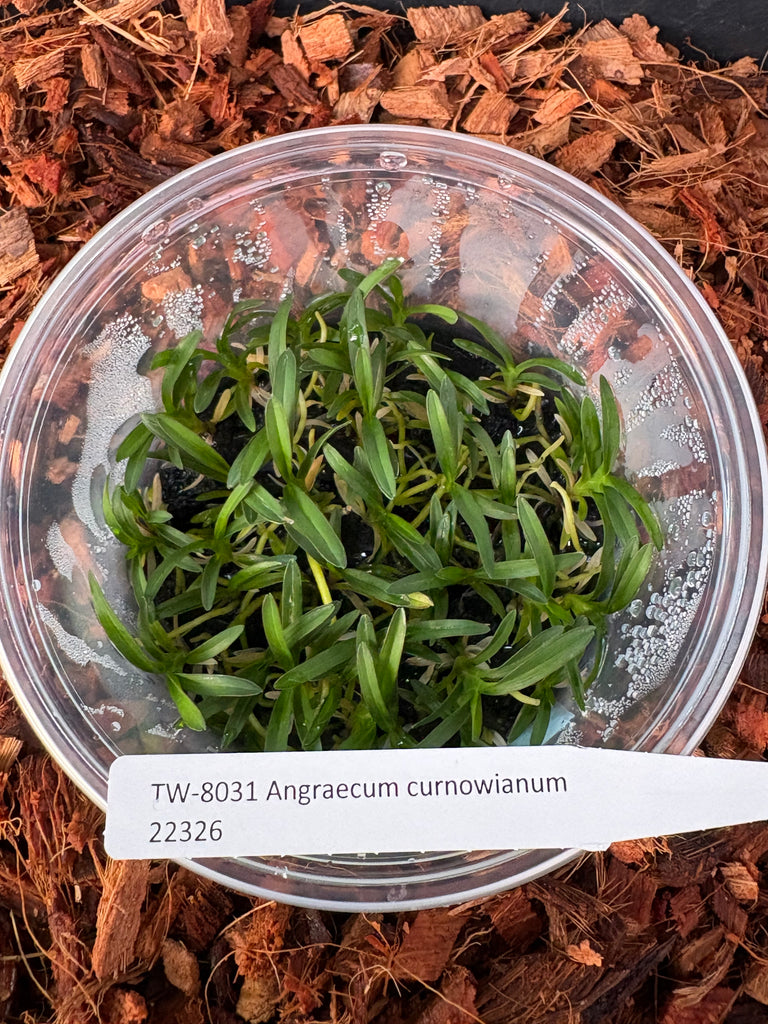 Flask Angraecum curnowianum