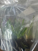 FLASK Angraecun (sesquipedale x compactum)