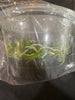 C. violacea f coerulea