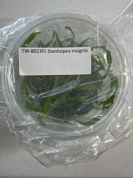 Flask Stanhopea insignis