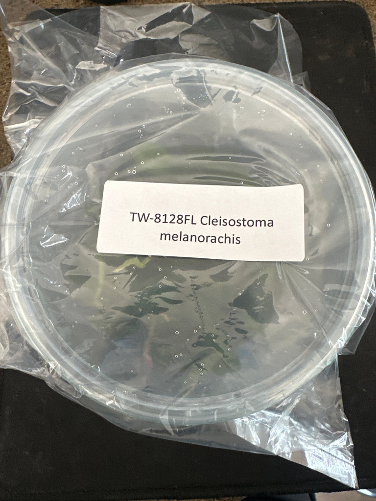 Flask Cleisostoma melanorachis