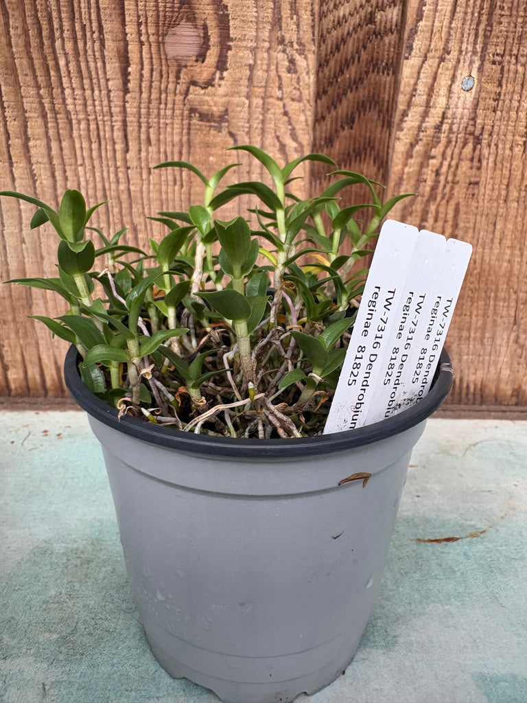 COMPOT Den. victoria-reginae