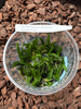 FLASK   Angraecum (leonis(M) x equitans)