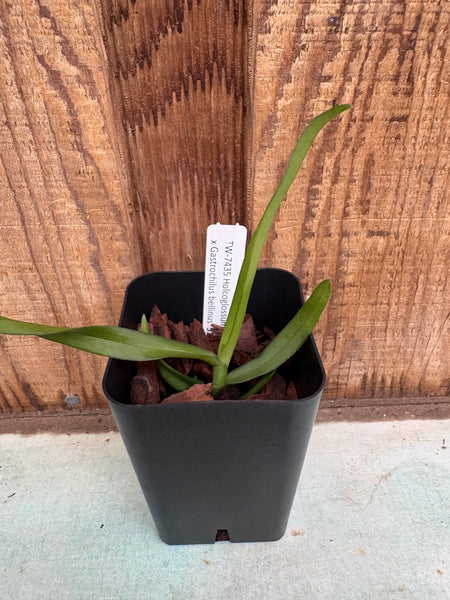 Holcoglossum subulifolium x Gastrochilus bellinus