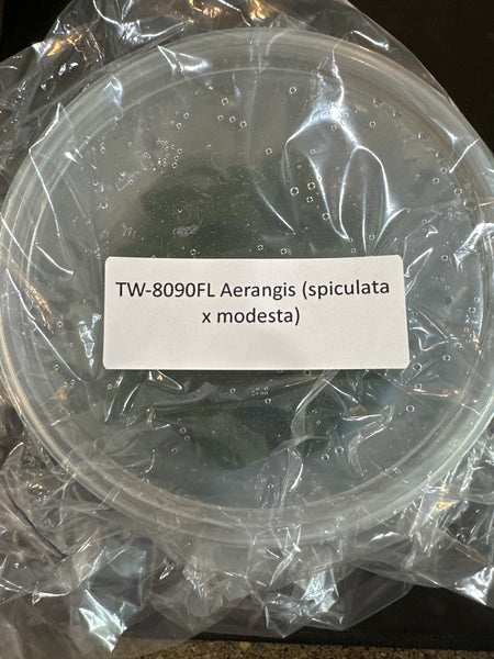 Flask Aerangis (spiculata x modesta)