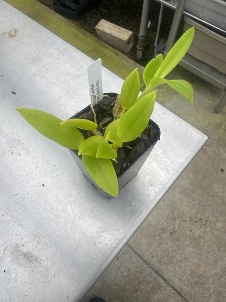 Den. antennatum fma. albescens