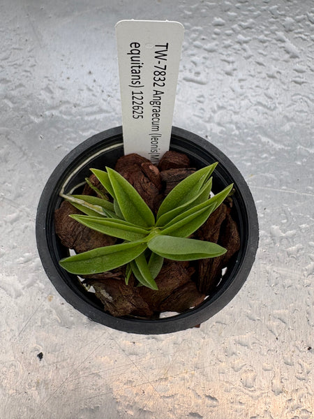 Angraecum (leonis(M) x equitans)