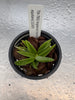 Angraecum (leonis(M) x equitans)