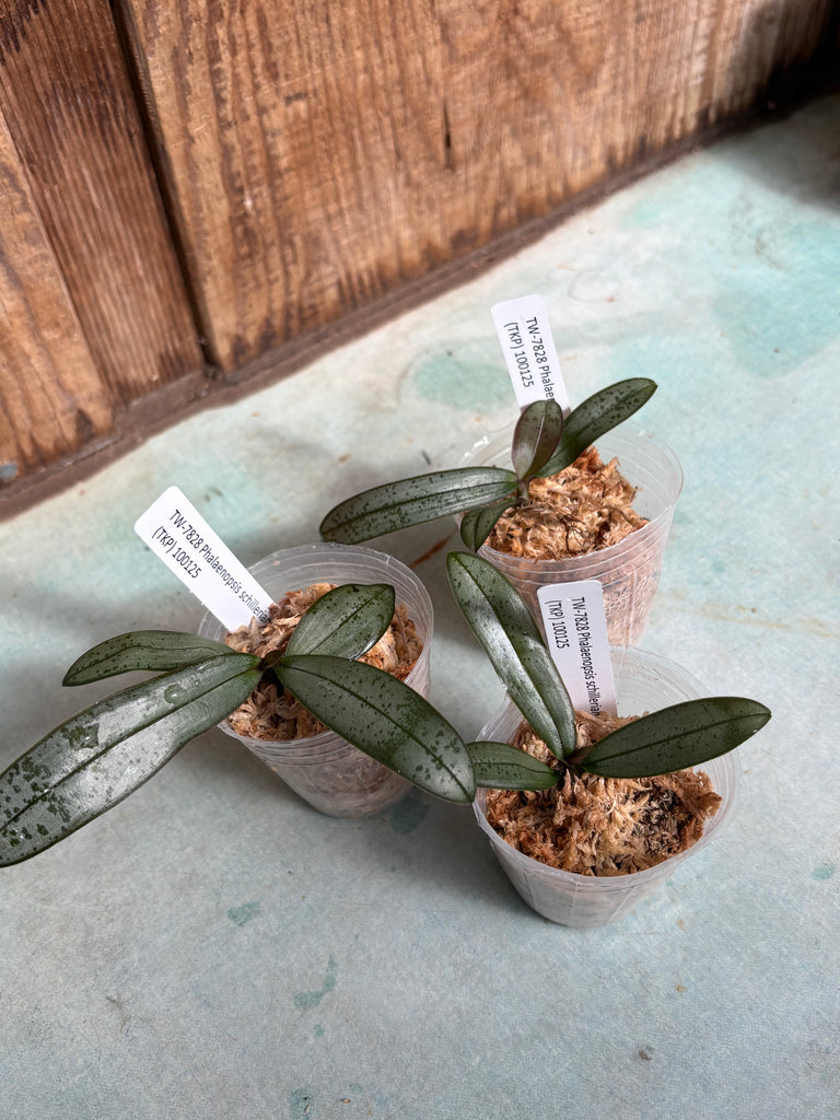 Phalaenopsis schilleriana (TKP)