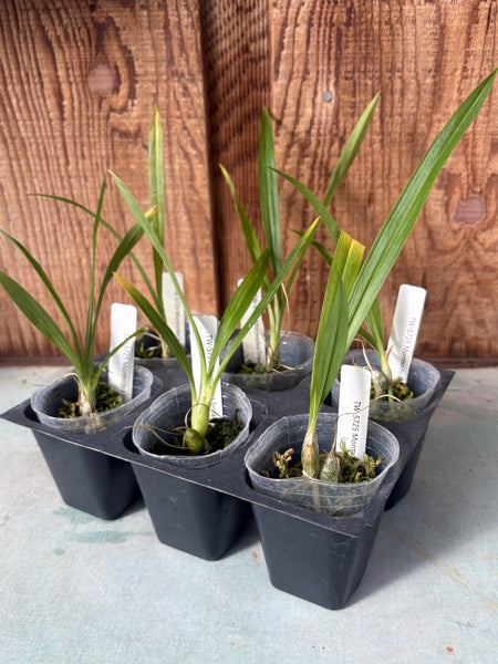 Mormodes lineata 6 Pack