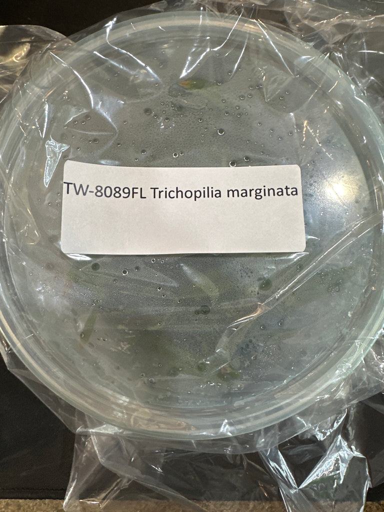 Flask Trichopilia marginata