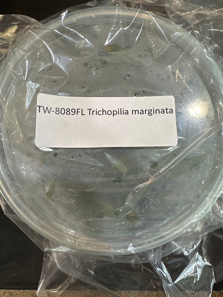 Flask Trichopilia marginata