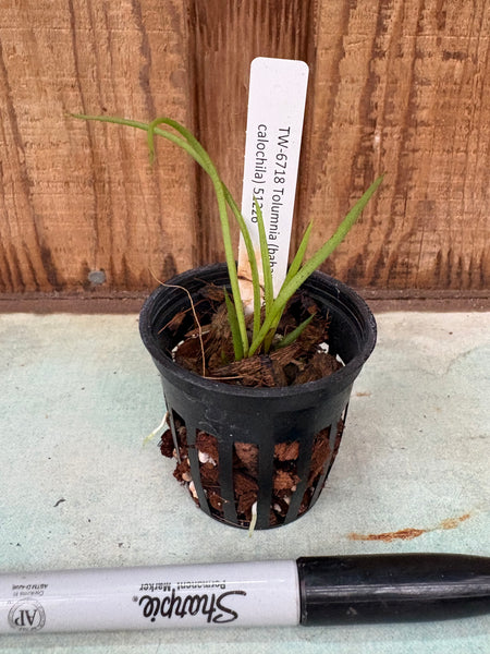 Tolumnia (bahamense x calochila)