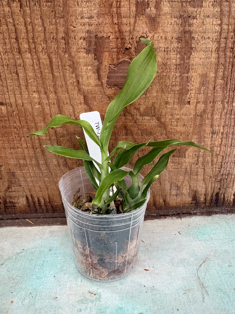 Chysis violacea