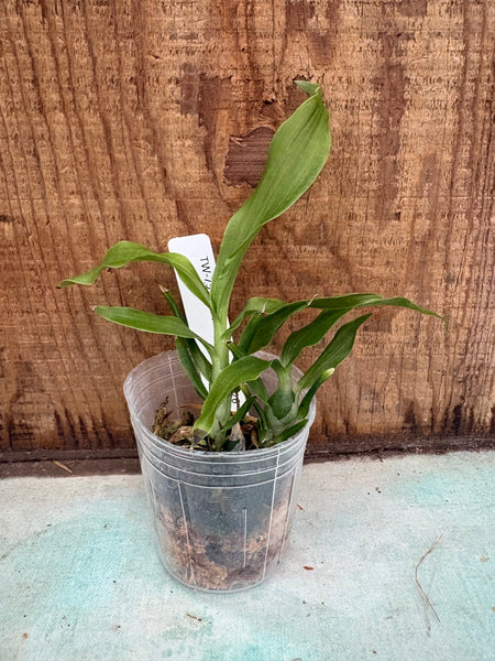 Chysis violacea