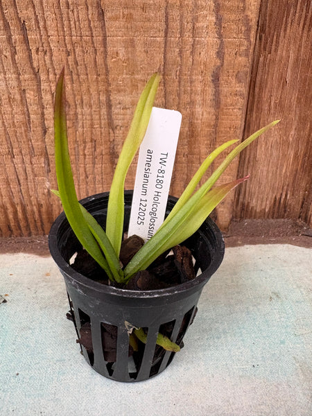 Holcoglossum amesianum
