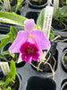 Compot — Laelia (dayana x praestans)