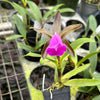 Cattleya dormaniana