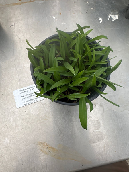 Compot—Angraecum (magdelene x praestans)