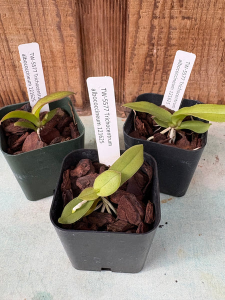 Trichocentrum albococcineum