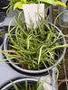 COMPOT-Oncidium stacyi