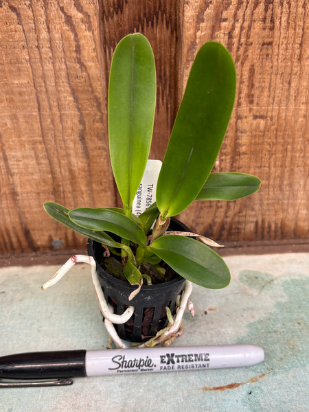 Laelia purpurata fma sanguinea (4N)
