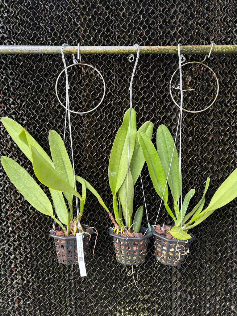 Rlc. Shinfong Castle “Lightening”