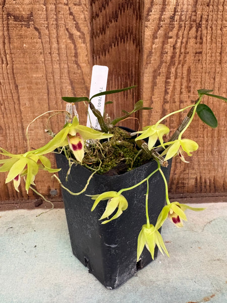 Den. officinale