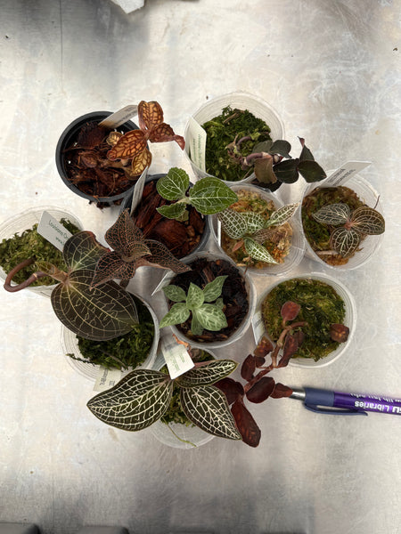 JEWEL ORCHID Jr Collection