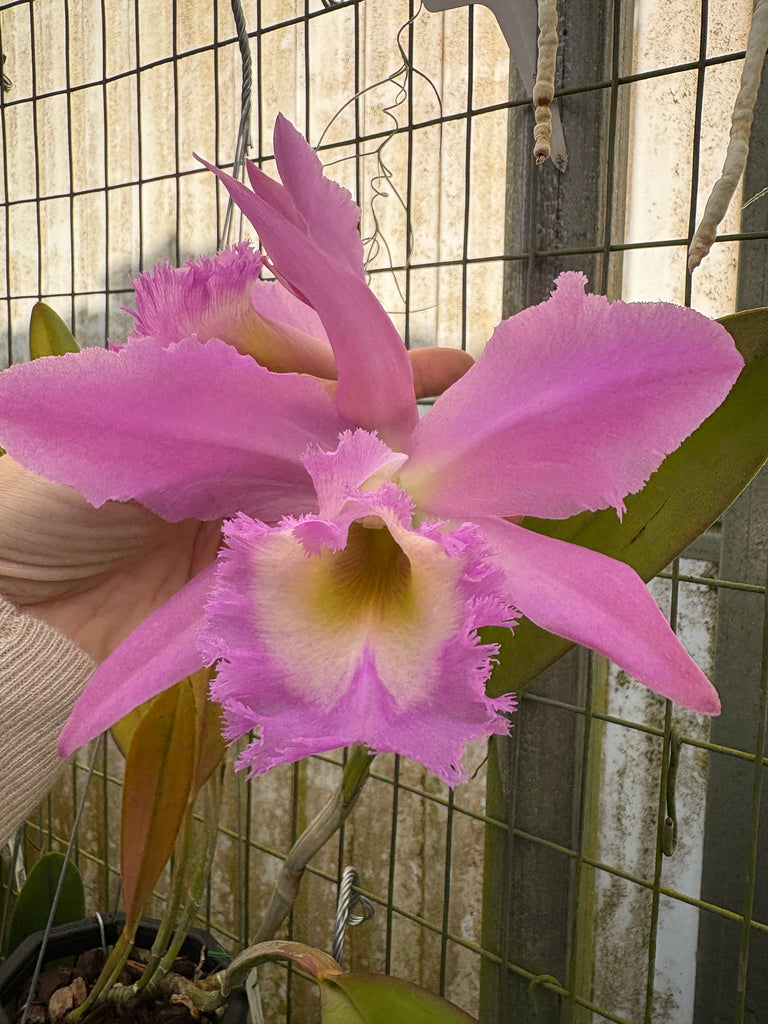 Rlc. King Harold ‘Red Pig’
