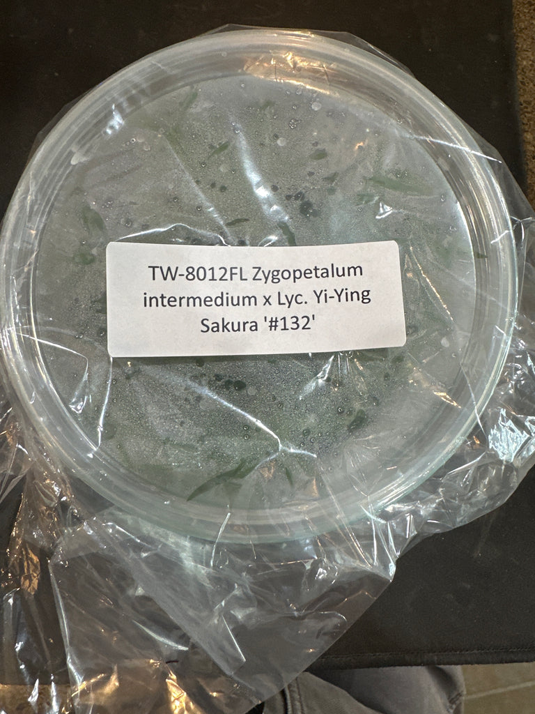 Flask Zygo. intermedium x Lyc. Yi-Ying Sakura