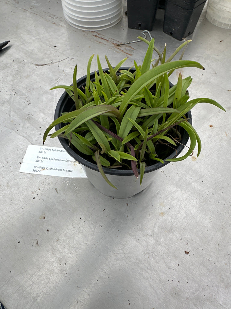 CIMPOT—Epidendrum falcatum