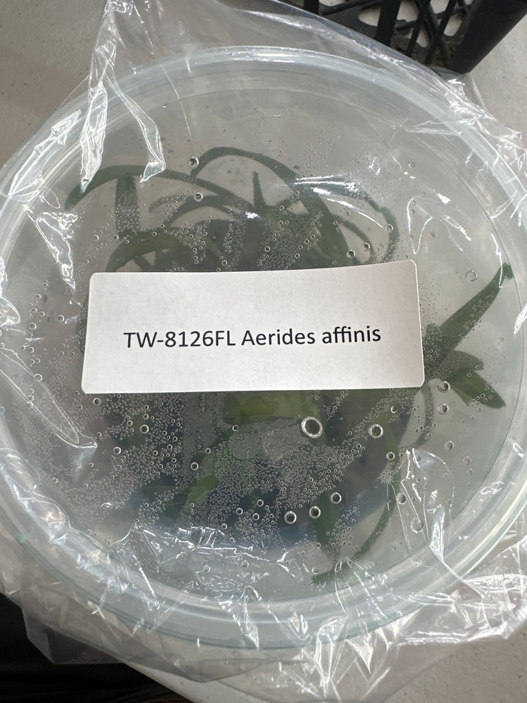 FLASK Aerodes affinis