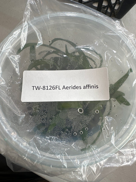 FLASK Aerodes affinis