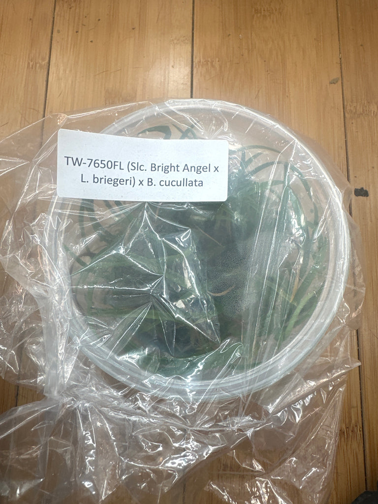 Flask (Slc Bright Angel x L briegeri) x B cucullata