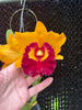 Rlc. Chunyeah 'Big Society'