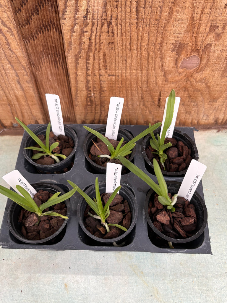 Vanda tricolor 6pack