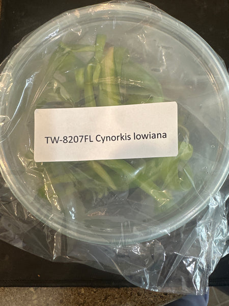 FLASK Cynorkis lowiana