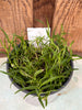 COMPOT Dendrobium  linearfolium