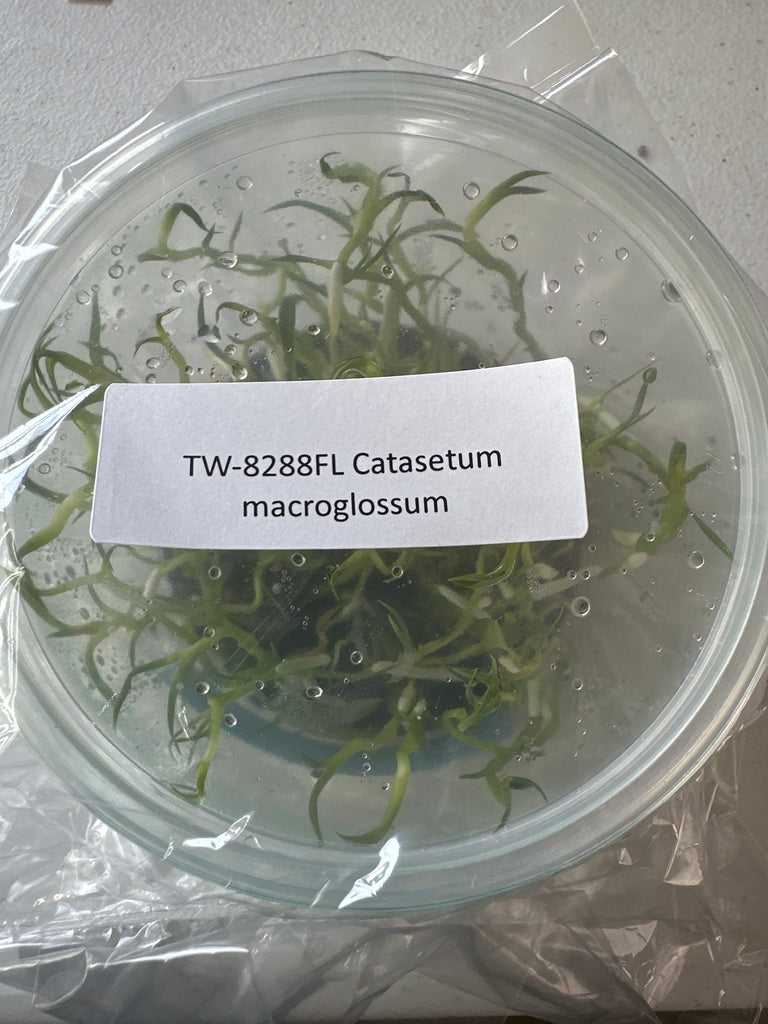 FLASK Catasetum macroglossum