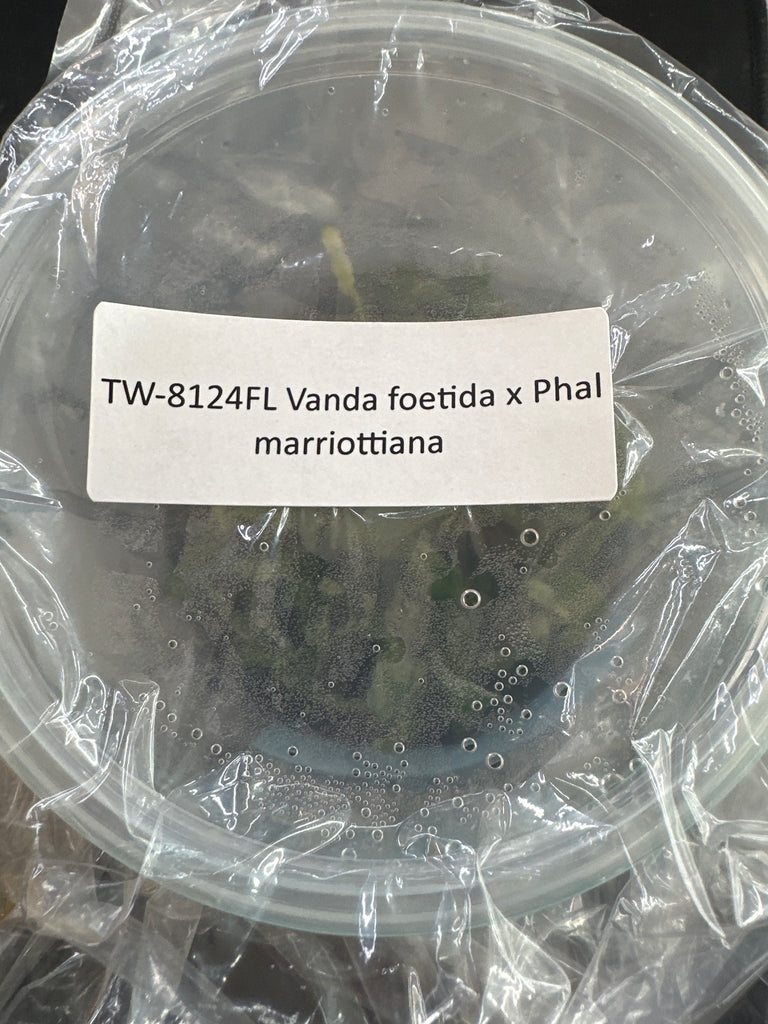 Flask Vanda foetida x Phal marriottiana