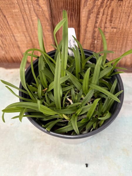 COMPOT Vanda Paki (tricolor ‘Tenshin’ x cristata)