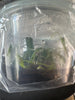 FLASK Bulbophyllum beccarii