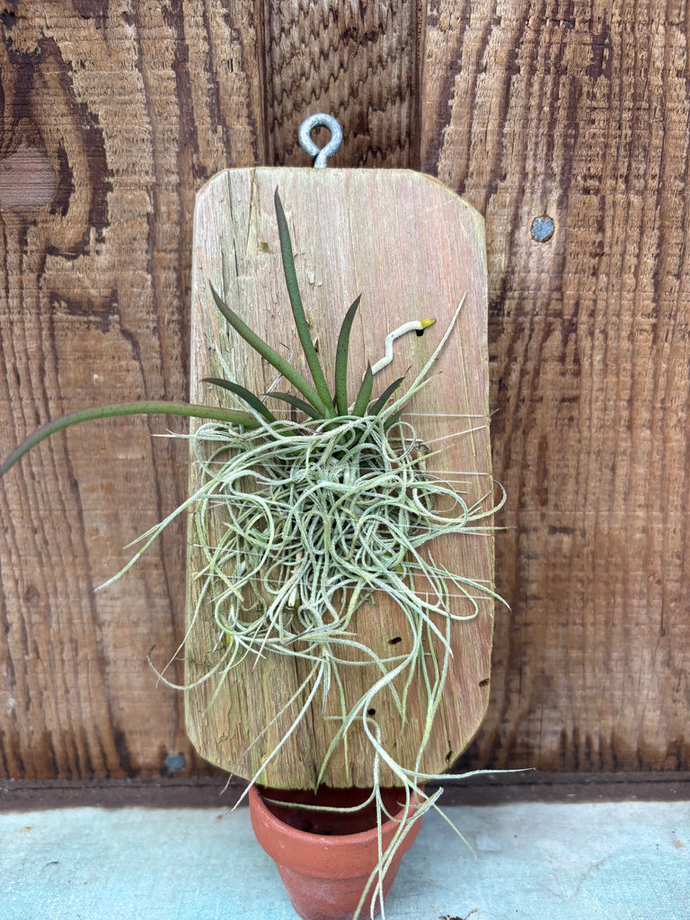 Oncidium stacyi MOUNTED