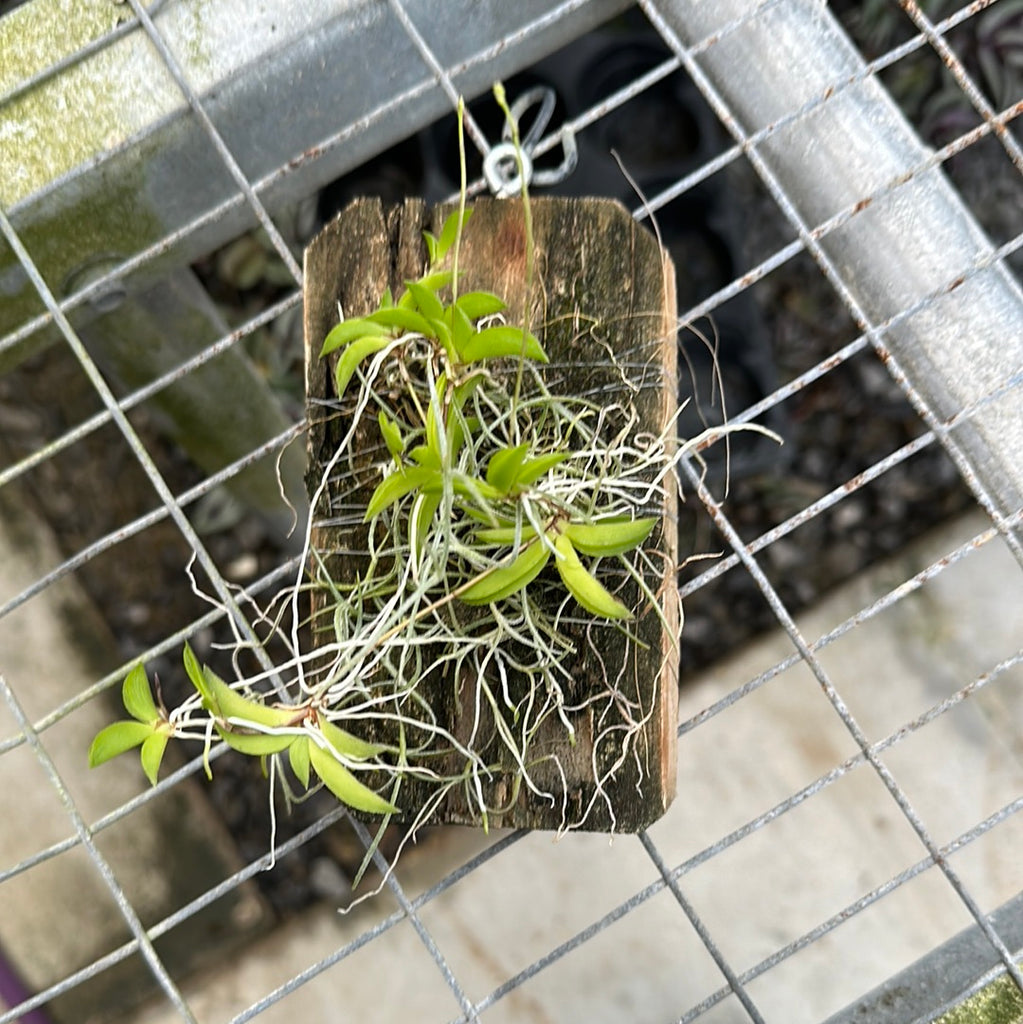 Tolumnia leiboldii fma. alba